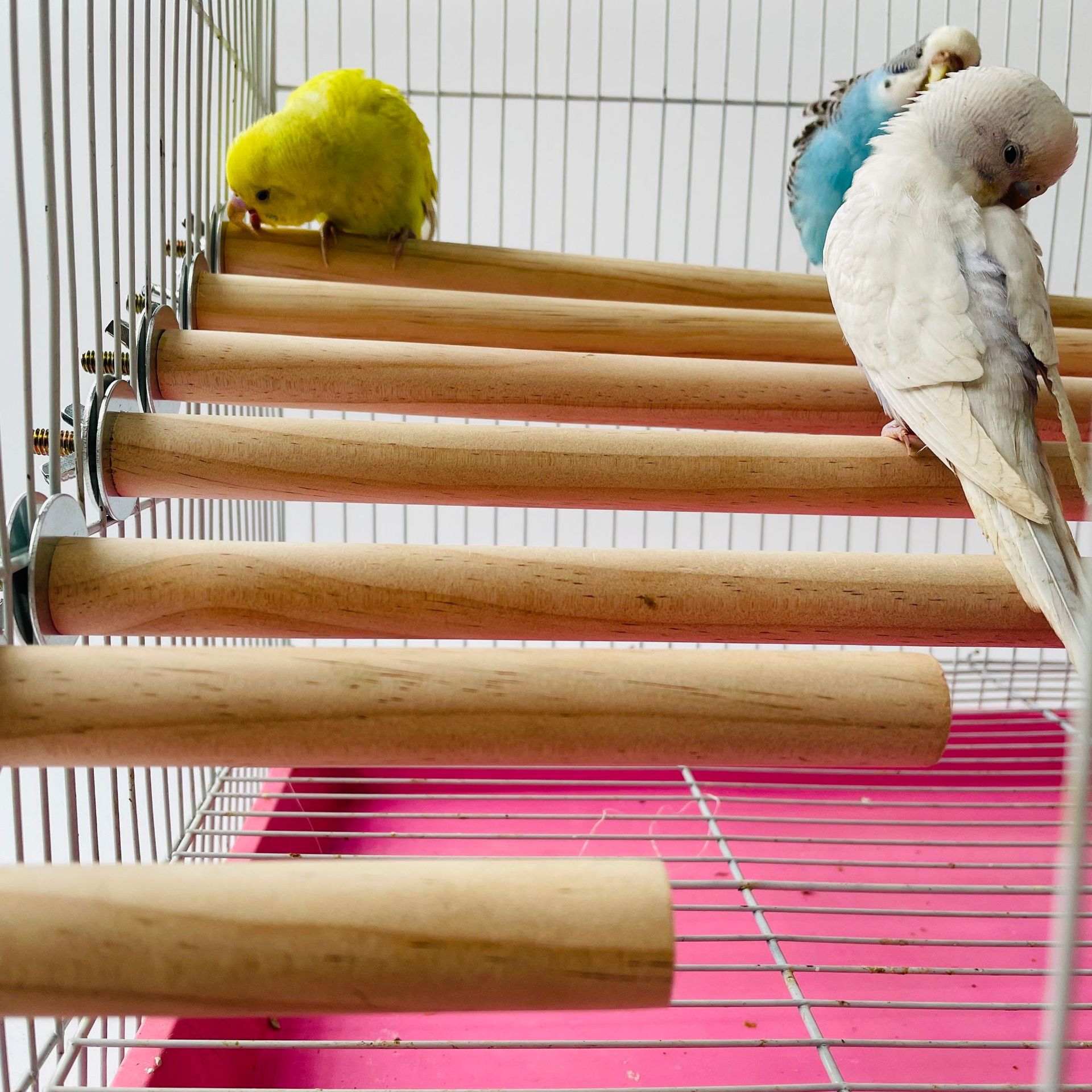 1/2ps Parrot Pet Raw Standing  - огляд і ціна Pet X Supplies & Tack Reviews