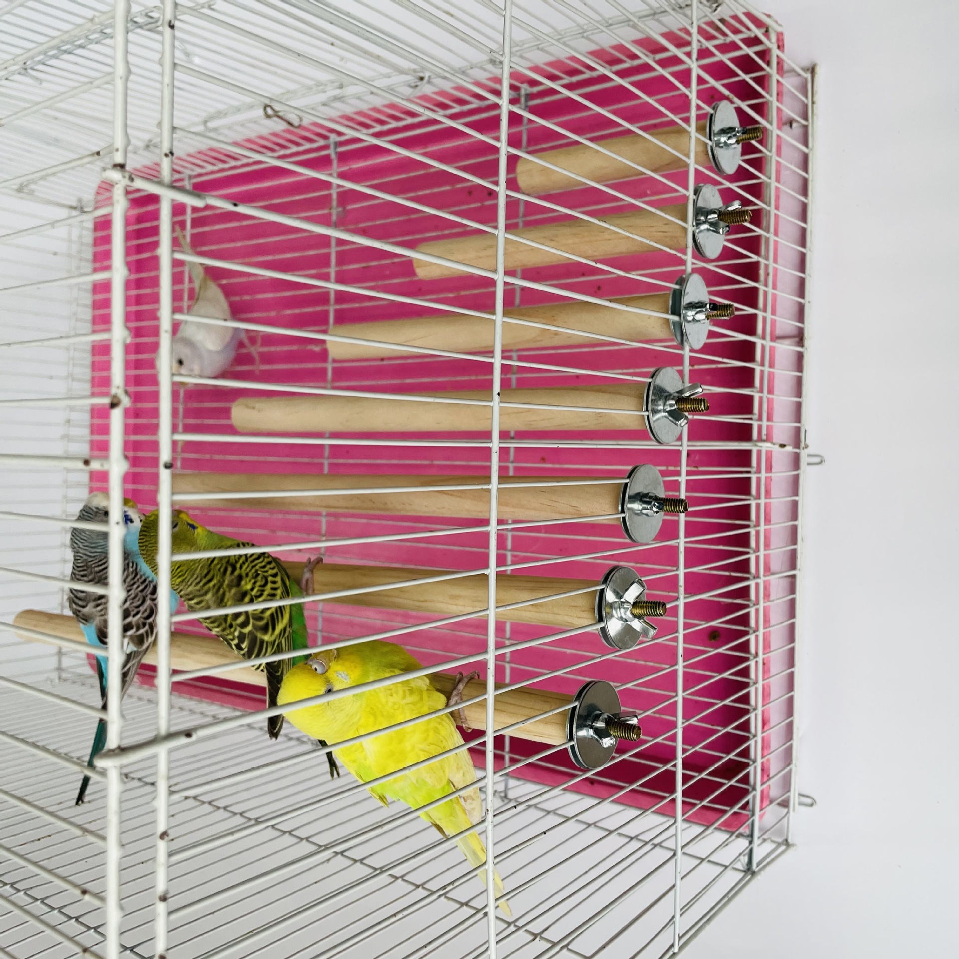 1/2ps Parrot Pet Raw Standing  - огляд і ціна Pet X Supplies & Tack Reviews