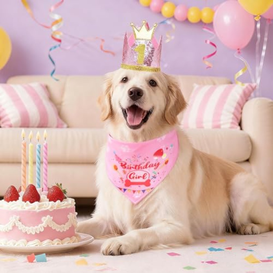 Dog Birthday Party Supplies, D - огляд і ціна Pet X Supplies & Tack Reviews
